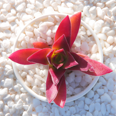 多肉植物红叶祭