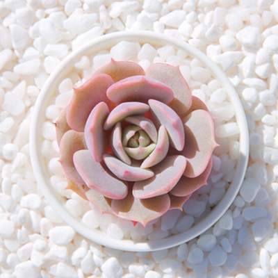 多肉植物露娜莲