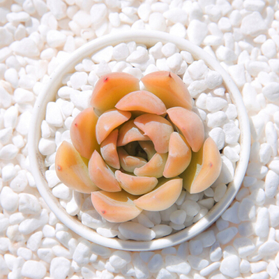 多肉植物辛普森