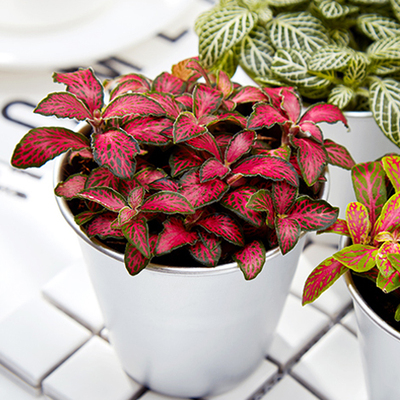 网纹草植物小盆